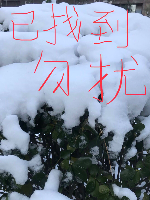女女士